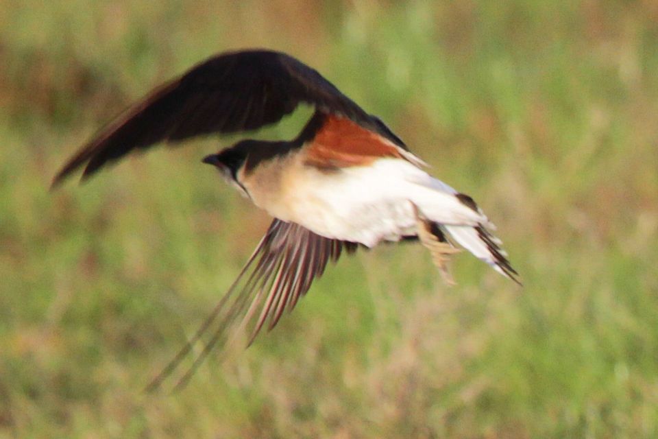 Oriental Pratincole (Glareola maldivarum)